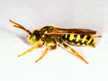 Nomada goodeniana